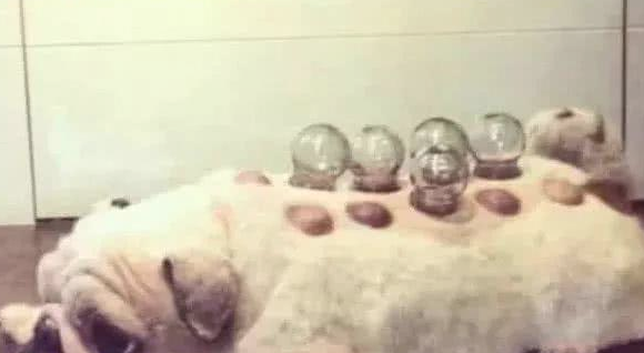 主人买了拔火罐害怕用，拿狗狗做测验，三十分钟后自身乐了！