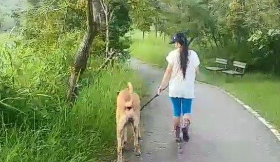 贪吃高山犬壮硕似牛 内心却是爱哭过小孩子