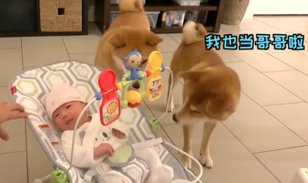 女主带宝宝回家，告诉柴犬是它“妹妹”，没想到态度不同了