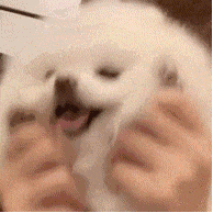 新手养猫请进:一分钟梳理得了猫藓怎么办!