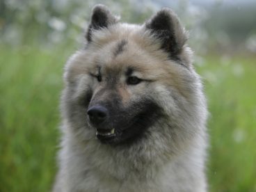 户外草丛荷兰毛狮犬摄影图片