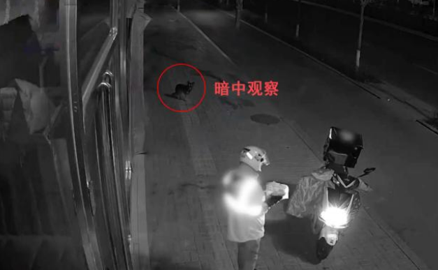 外卖频频丢失,小偷竟是只狗,狗:等半天没人拿,还以为不要了