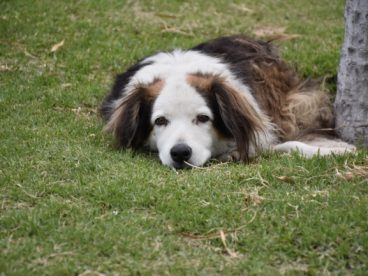 澳洲牧羊犬图片
