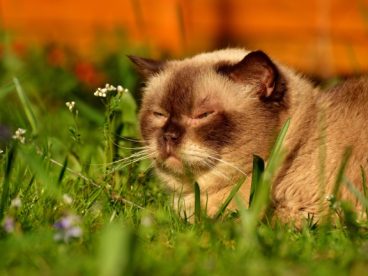 呆萌英国短毛猫图片