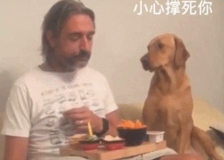 狗狗盯着食材看，当主人看它时，它却傲骄的转过头去假装不在乎！