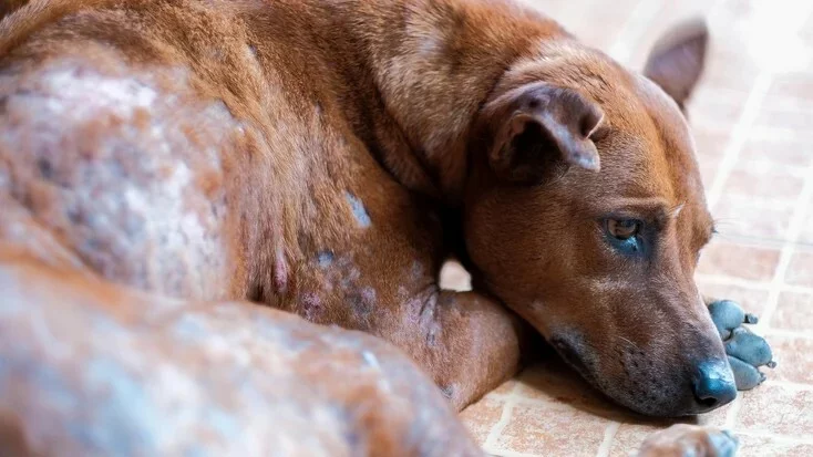 狗疥癣（犬螨病）：症状、原因和治疗方法