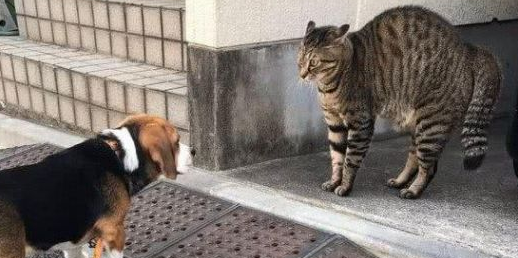 带狗狗出去转悠，竟被一只猫吓得打哆嗦，主人家定睛一看怪可怕的！