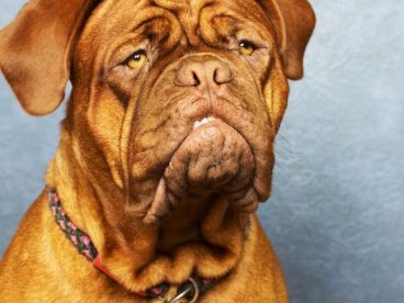 成年斗牛犬图片