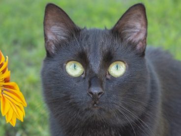 黑猫瞪眼图片