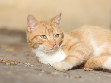 懒洋洋躺在地上的小花猫图片