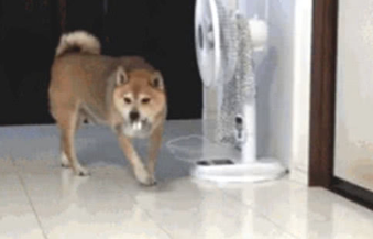 主人忘掉给柴犬喂食，柴犬气的丢碗，甩碗的姿势笑到主人肚子痛