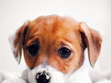 狗狗的孤独