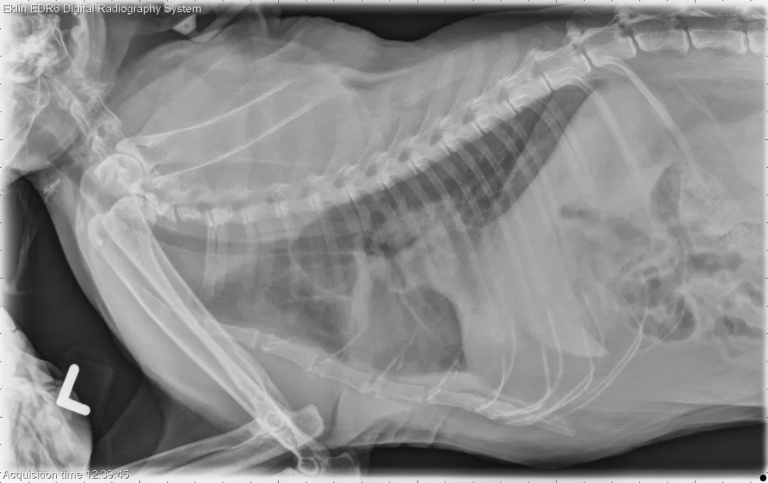 如何识别猫咪呼吸系统异常：12 岁短毛猫案例研究