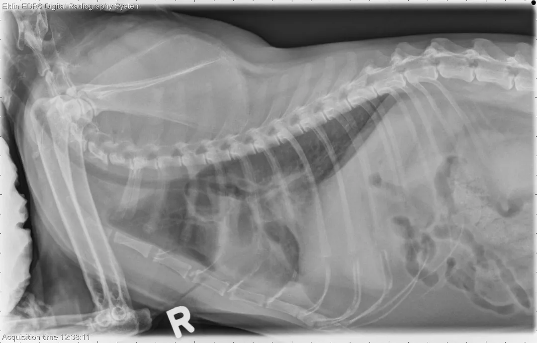 如何识别猫咪呼吸系统异常：12 岁短毛猫案例研究
