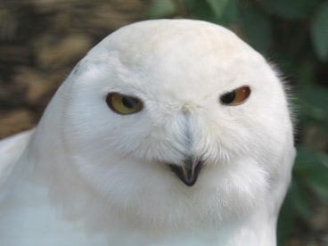 野生雪鸮猫头鹰摄影图片