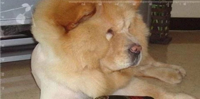 在马路边捡来的田园犬 | 路边捡一田园犬，洗干净后帅呆了
