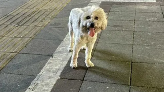 杭州23岁小伙因狂犬病发离世，一个月前曾被流浪狗咬伤