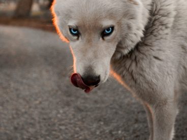 蓝眼睛的狗狗图片