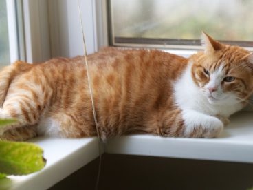 虎斑猫慵懒图片