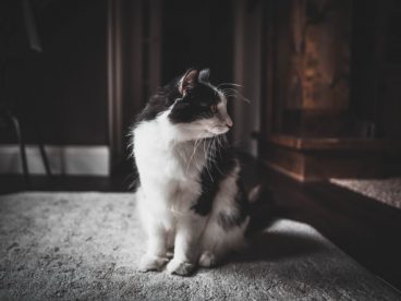 可爱奶牛猫图片