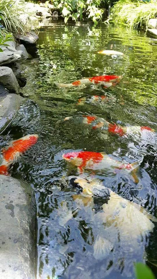 当养鱼成为一种爱好,当你的心里开始惦记这个事儿,也就开启了一段“没有退路”的旅程;当厌倦了每天单调重复的日子,当被无处不在的食品安全问题困扰,相信你会想拥有这样的画面——鱼菜共生,还给生活最初的模样!