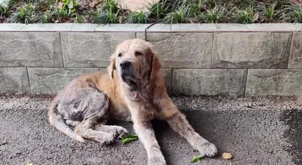 金毛犬，历经了多少磨难，才遇到一位愿意帮它的人!