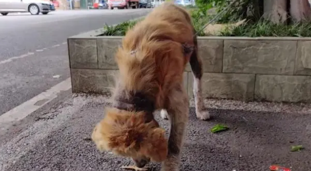 金毛犬，历经了多少磨难，才遇到一位愿意帮它的人!