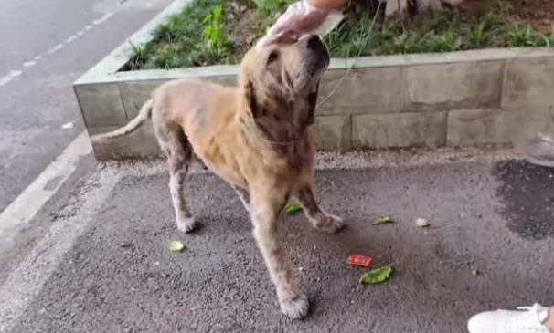 金毛犬，历经了多少磨难，才遇到一位愿意帮它的人!