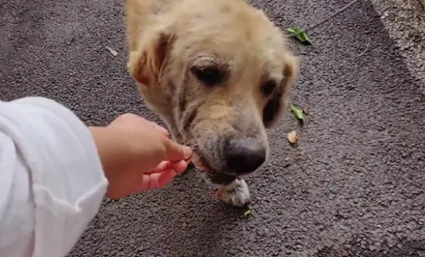 金毛犬，历经了多少磨难，才遇到一位愿意帮它的人!