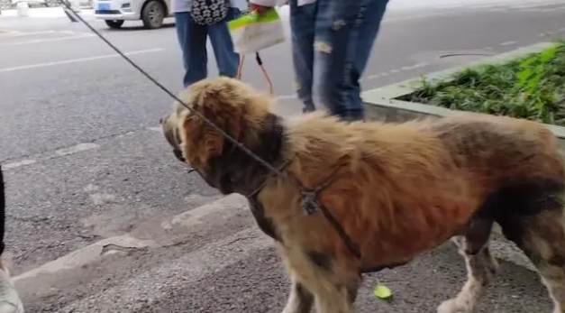 金毛犬，历经了多少磨难，才遇到一位愿意帮它的人!