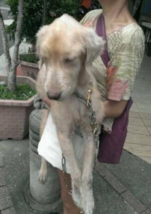 金毛犬主人全家只吃素食，竟要求金毛也吃素，最终竟被饿死！