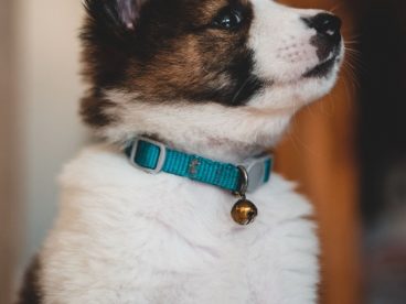 可爱呆萌幼犬图片