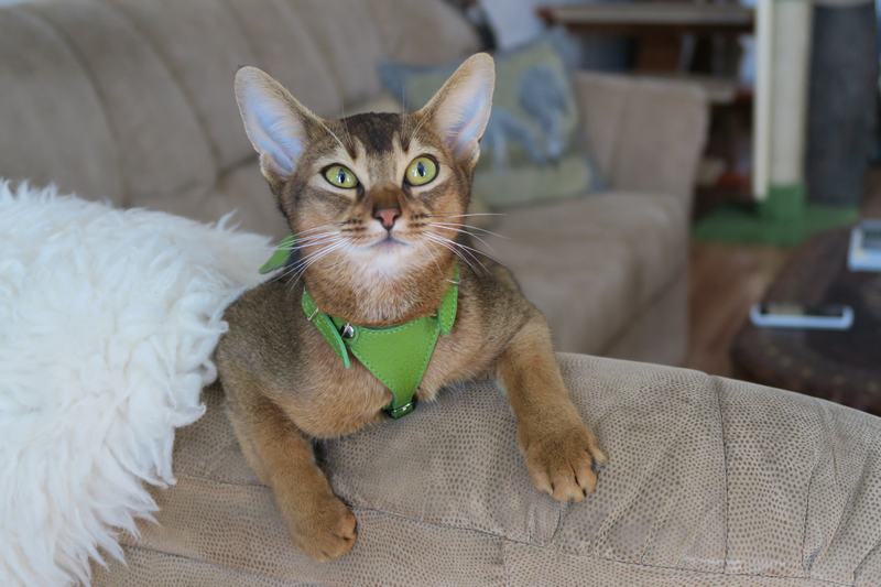 罗布斯塔猫品种介绍，罗布斯塔猫品种介绍大全