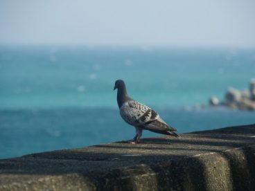 海边鸽子图片