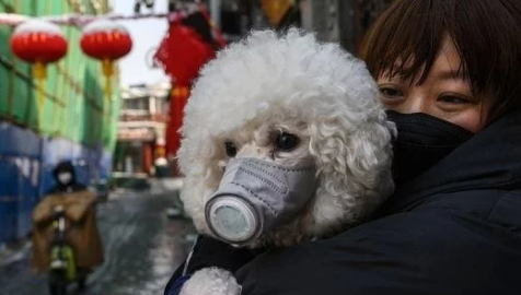 确诊感染新冠病毒的博美犬解除隔离回家，两天后死亡