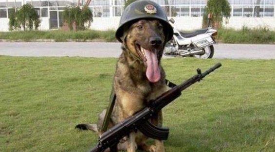 中华土狗为啥不能做军犬，听完兵哥哥的解释，网友：确实不敢用！