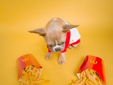 薯条和可爱狗狗图片