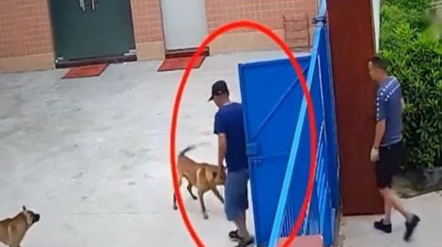 土狗看到路人就吠，为什么见了偷狗贼害怕不出声？