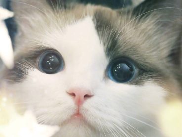 狐狸 萌宠