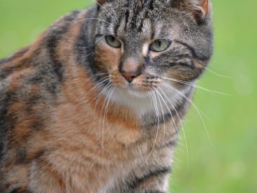 户外玩耍的野生小猫咪图片