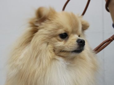 博美犬图片