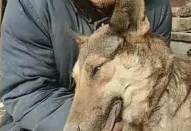 养了十三年的老土狗突然去世，老人含泪将其埋葬：下辈子再相遇吧
