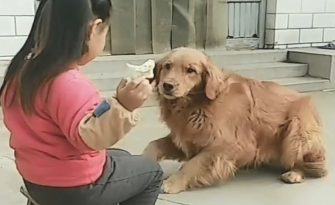 从小孩子手上骗吃的，这一条狗还很春风得意，需不需要点狗脸