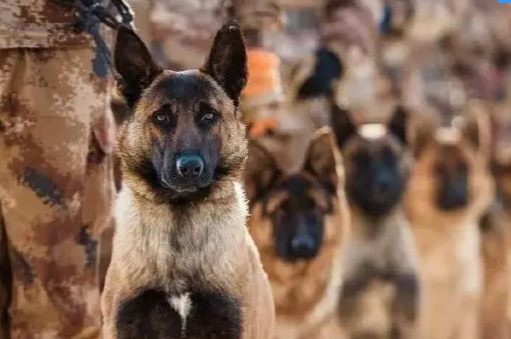 身怀绝技的军犬背后，有一群这样的兵……
