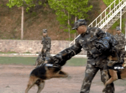 身怀绝技的军犬背后，有一群这样的兵……