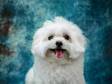 白色可爱超萌贵宾犬摄影图片