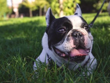 纯种法国斗牛犬图片