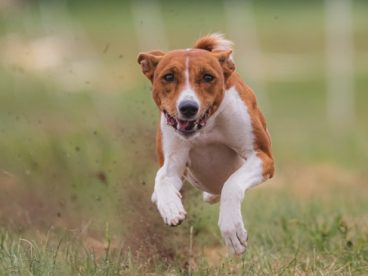 美国猎狐犬图片