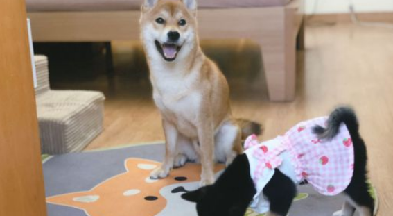 柴犬当上“亲哥哥”以后，它积极照料“亲妹妹”，还带它一块玩