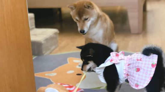 柴犬当上“亲哥哥”以后，它积极照料“亲妹妹”，还带它一块玩